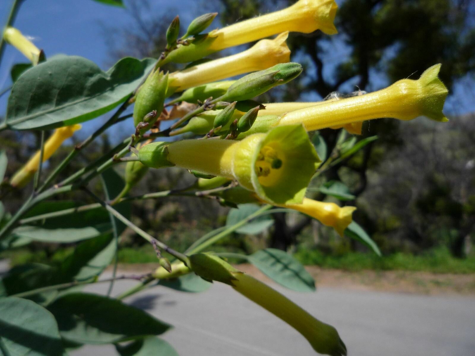 High Resolution Nicotiana glauca Flower